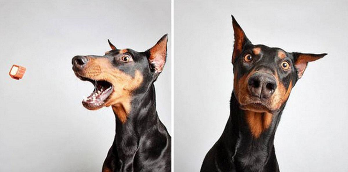 Le_NouvelObs's tweet photo. Un refuge met des chiens dans un photomaton pour les faire adopter > http://t.co/UdFlADpxul http://t.co/9cG1SIjP0S