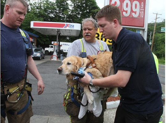 EconCybernetics's tweet photo. Service dog jumps between blind woman and  bus to save her. http://t.co/Ip2LqTWt8y http://t.co/8wYPouJVFp