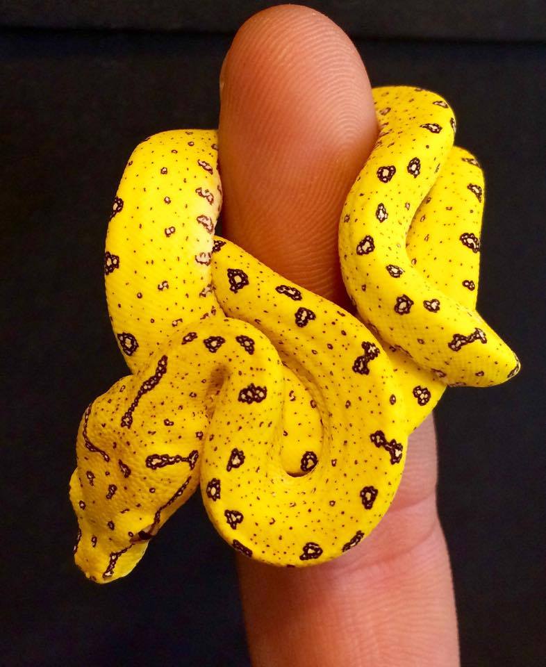 Baby Green Tree Python