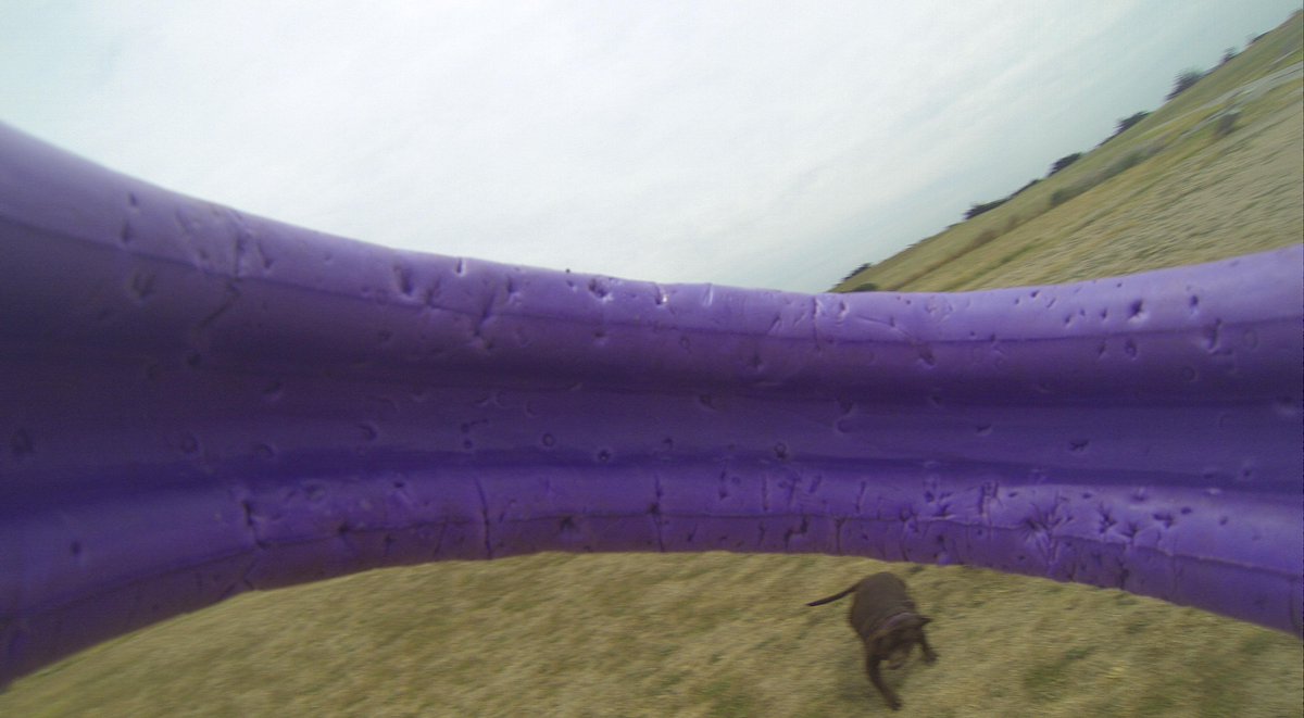 GoProCharlie1's tweet photo. @coconut_cam #coconutcam #rescuedog #chocolatelab #bayarea #goprodogs #goprodogvideos #quirkeley #goprodogtoycam http://t.co/SKQdYxpE4s