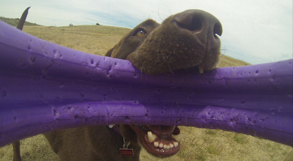 GoProCharlie1's tweet photo. @coconut_cam #coconutcam #rescuedog #chocolatelab #bayarea #goprodogs #goprodogvideos #quirkeley #goprodogtoycam http://t.co/SKQdYxpE4s
