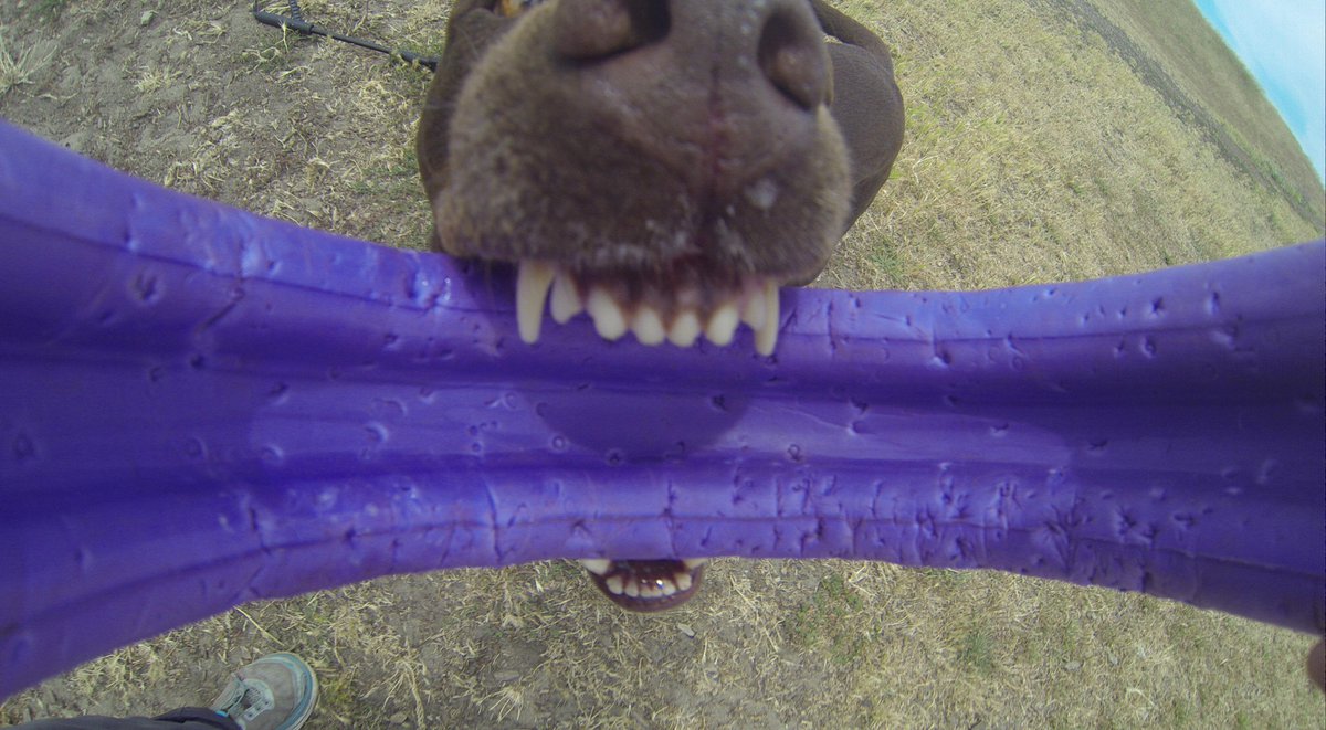 GoProCharlie1's tweet photo. @coconut_cam #coconutcam #rescuedog #chocolatelab #bayarea #goprodogs #goprodogvideos #quirkeley #goprodogtoycam http://t.co/SKQdYxpE4s