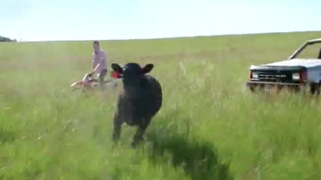 shaycarl's tweet image. The view of a 700 pound black angus steer about to run you over! New @SHAYTARDS has profanity youtu.be/XRbsE6jwZjI
