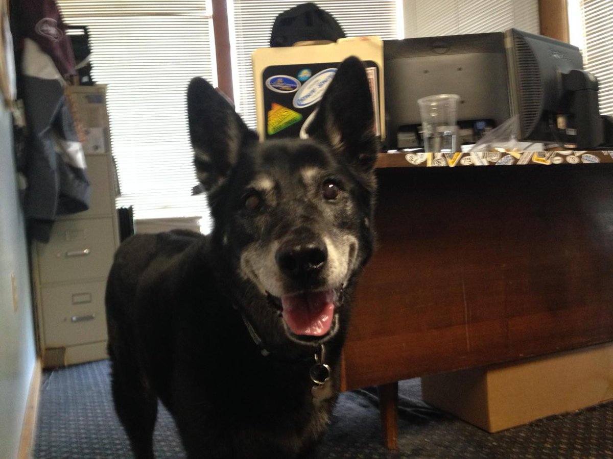 Katieat7Springs's tweet photo. We brought in an expert consultant for our Mutts on the Mountain course #bringyourdogtowork http://t.co/GTwyv6EwDG