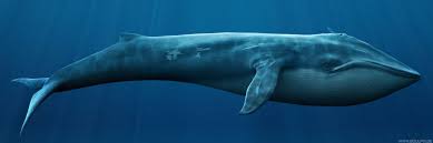 Coloniapatriots's tweet photo. Fun Fact: Did you know, a small child could swim through the veins of a blue whale? http://t.co/dmk7wkAFII
