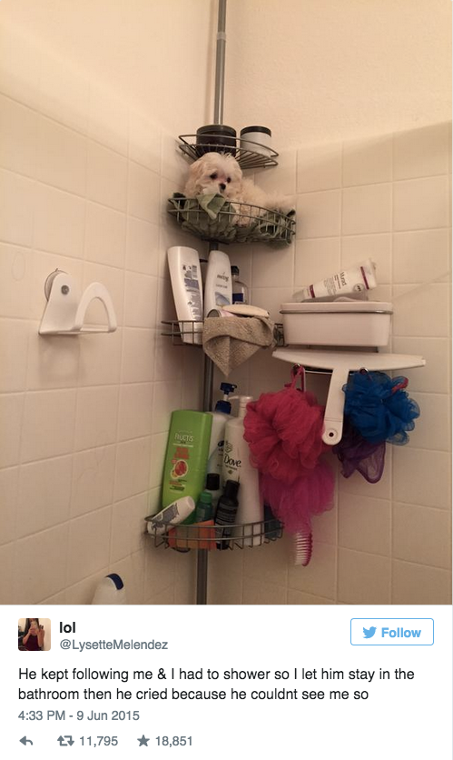 BuzzFeed's tweet photo. This girl had a perfect way of dealing with her dog always following her into the shower http://t.co/9eJagTX5dY http://t.co/UFeXAp9YC1