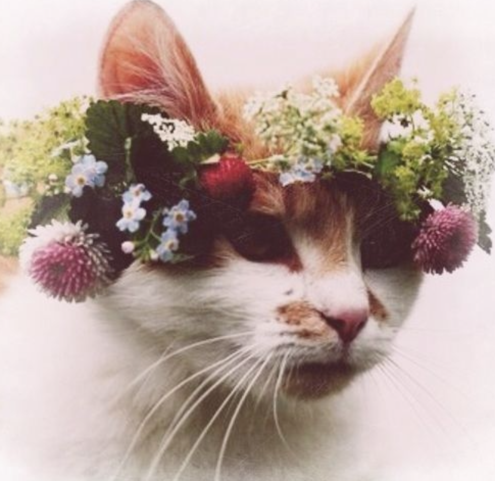 hellobettyuk's tweet photo. Awww this guy's as ready for #summer as we are... http://t.co/4tXR5TDr0W