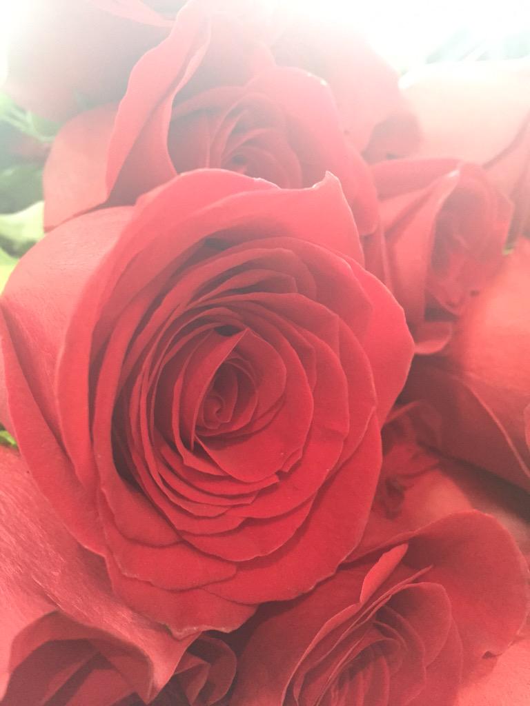 TidysFlowers's tweet photo. A free rose all this week visit #RAC or #commercecourt @torontopath @MyTOFD RT http://t.co/uLZ7FjcCzq