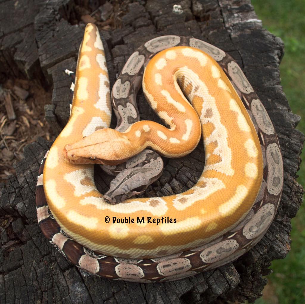 GearworkExotics's tweet image. whatever Wednesday - my two oddballs. crazy the thickness difference #pythonbrongersmai #boaconstrictorconstrictor