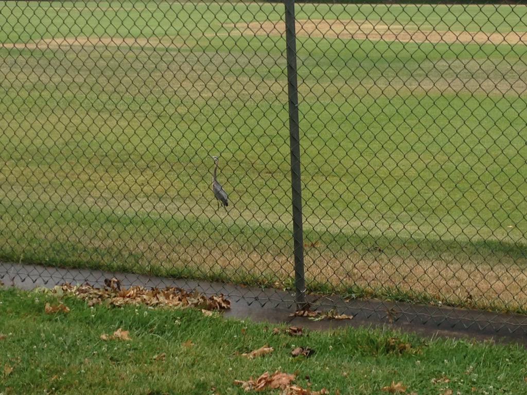 mangomandan's tweet photo. Feels like the east coast. Super muggy. Here's a heron in the park: http://t.co/C1m6CThylb