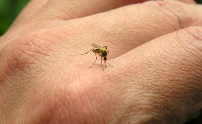 RunRunesWeb's tweet image. #Salud Zika, el nuevo virus amenaza con llegar a Venezuela - goo.gl/Ah5l0u