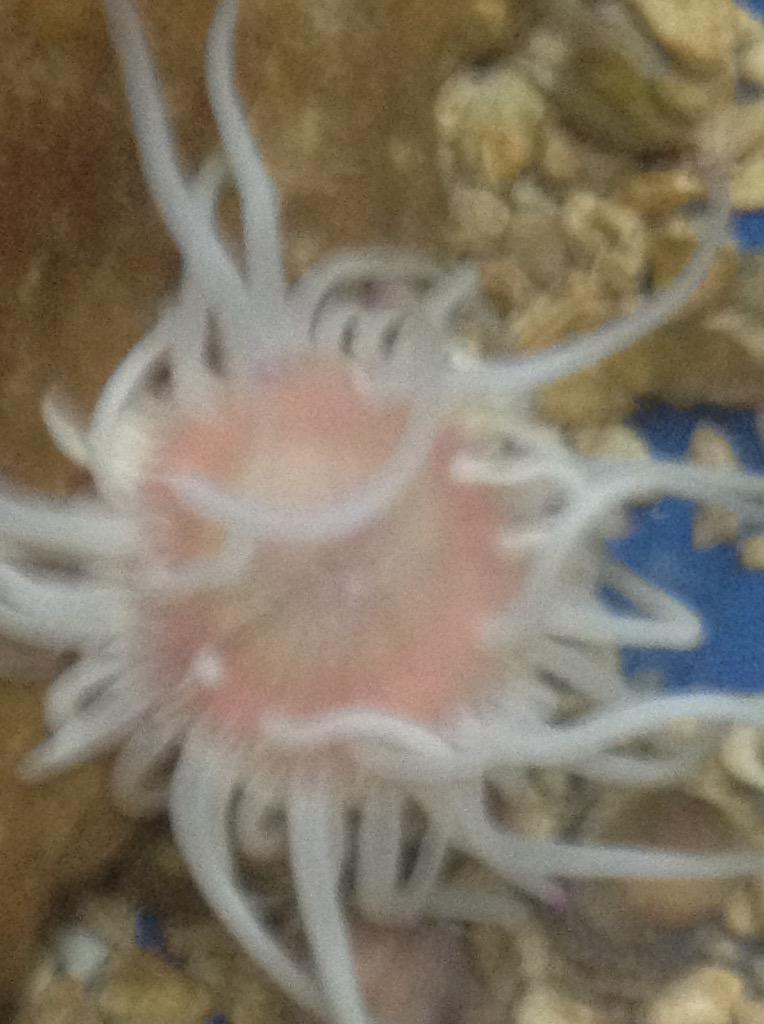 ChanceJaquin's tweet image. I touched it In a Aqua zoo and it was so squishy