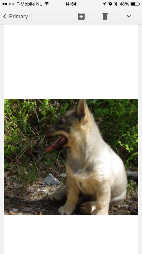 48 hours until I pick up this little guy #Axel