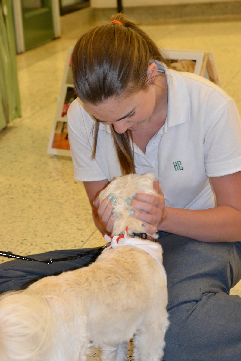 hcwethenorthend's tweet image. Therapy dogs in the house helping the Army prepare for exams #bleedgreen #LoveDogs #HeadScratch #SummersAlmostHere