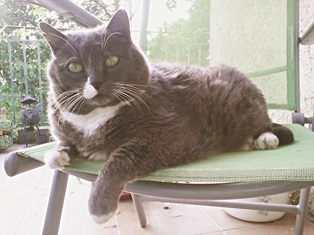 Hespedysis's tweet photo. My big #FatAssCat http://t.co/ZTZIKizGK3