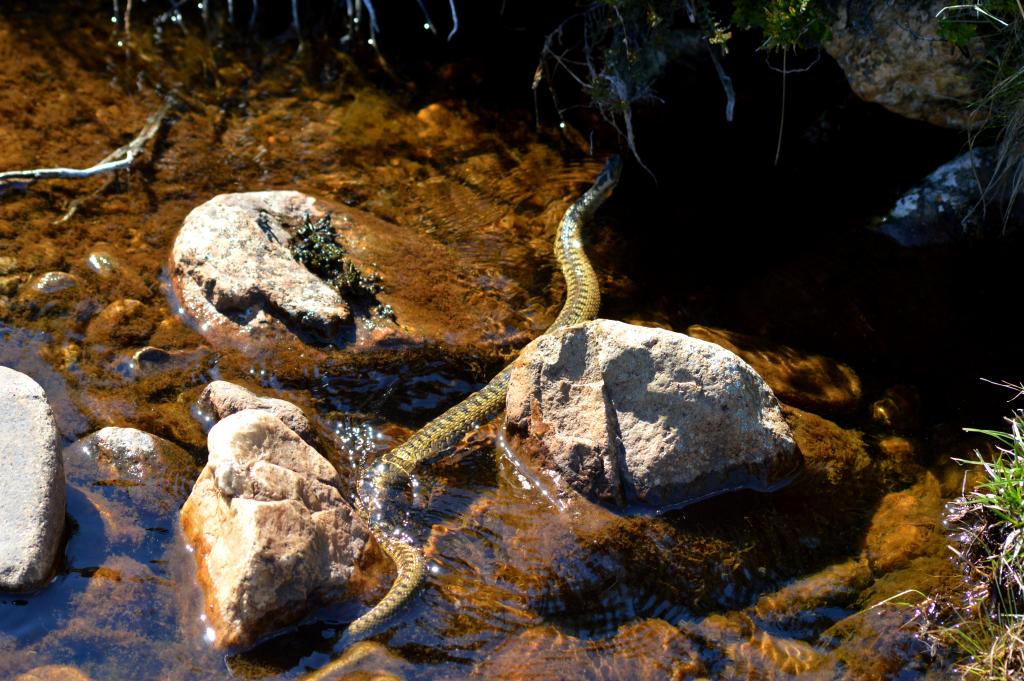CommonByNature tweet picture