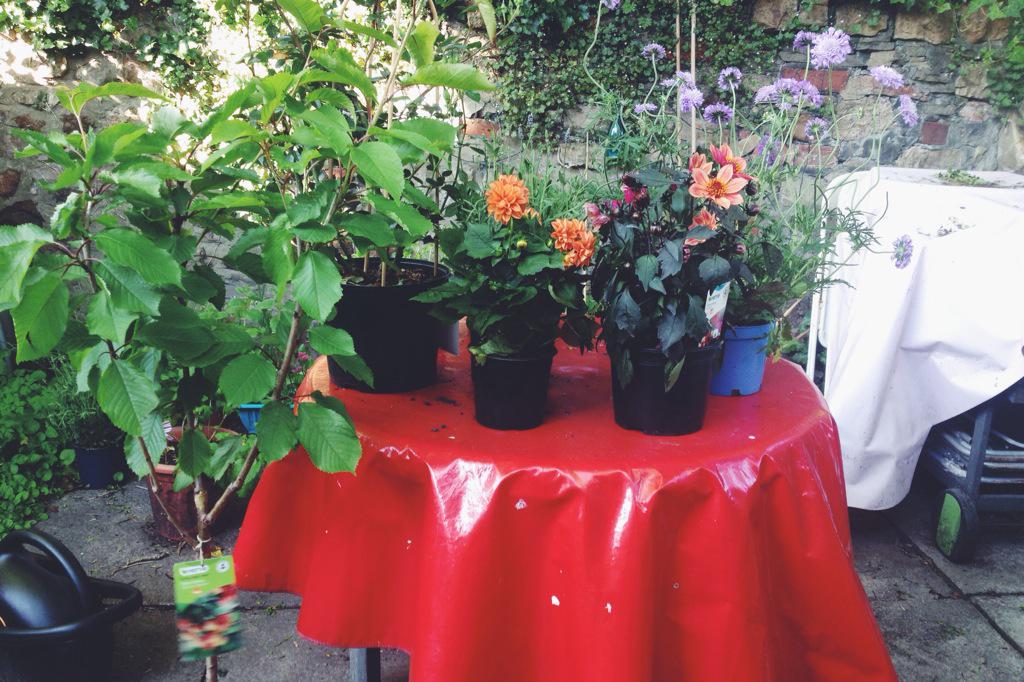 So sad to leave <a href="/DesignWales/">Design Wales</a> <a href="/PDR_online/">PDR Design Team</a> today, but so happy with my new plants. Thank you for the great 3 years!