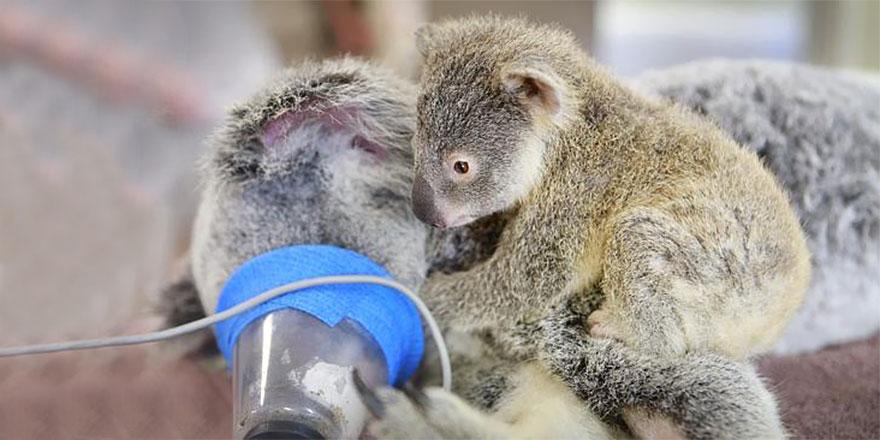 Today on Grail: Baby Koala Hugs Unconscious Mom During Life-Saving Surgery bit.ly/1JKJcUL