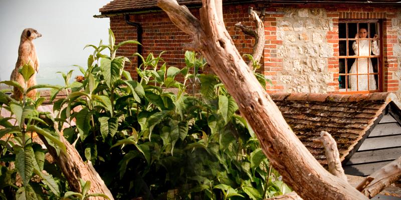 Wake up on your wedding day to the sight of meerkats when you stay at our Livingstone Cottage! #WW (Pic Matt Ebbage)