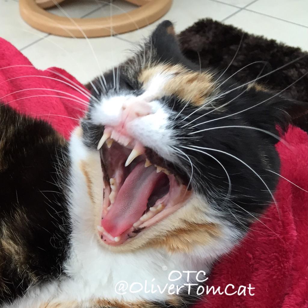 LucyBusterBooks's tweet photo. MOL rt @OliverTomCat:... #smartasscat๐ #whiskerswednesday or #whiskerwednesday ๐๐น ( @georgella13 ) ๐น๐Here's Millie! http://t.co/XFbKkAEhefโ