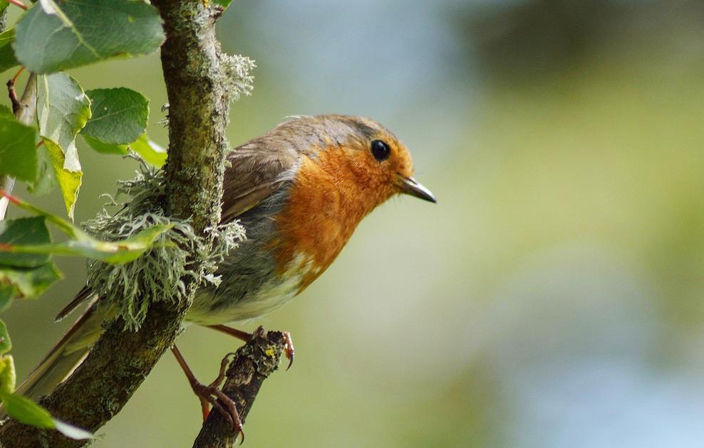 WWTworldwide's tweet photo. With more than 75,000 votes, the robin is crowned Britain's National Bird!! @urbanbirder #birdvote #springwatch http://t.co/g6yzAfZMJz