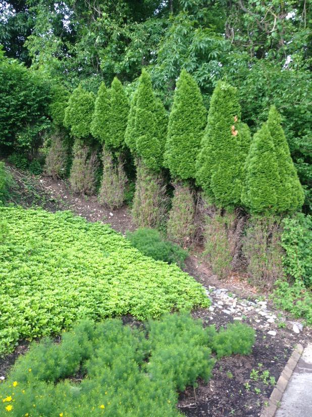 scott_viking's tweet photo. Arbs looking like shrooms for @MikeFidanza #FFRF #Deerdamage http://t.co/St7ng1uNGD