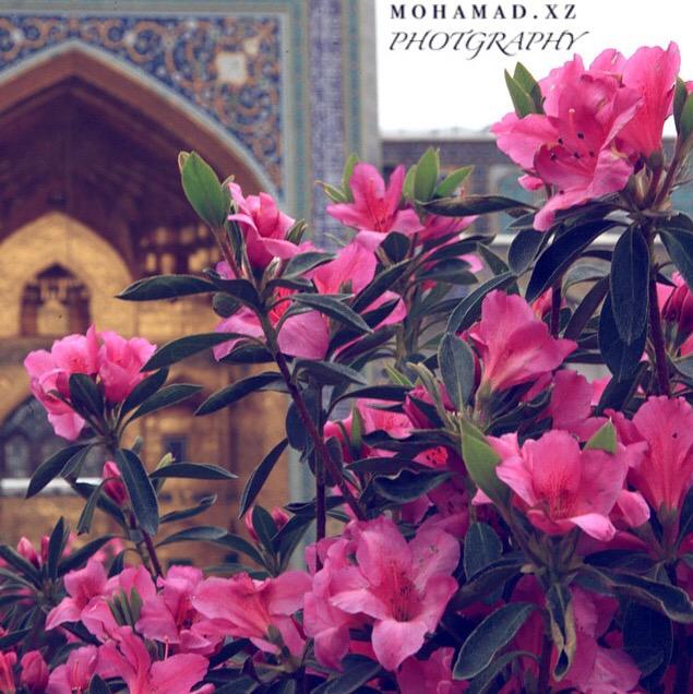 _a313e_'s tweet photo. الـغـيـر اولايت أهل البيت مشهد
و صـفـت لأنوارهم هالروح مشهد
إلـي سـلـطان ساكن برض مشهد
مـن  أزوره يـنـجـلي همي العليه http://t.co/rpXyjzIWmR