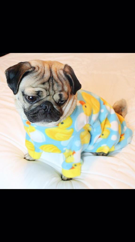 reallorraine's tweet image. I suppose there might be cuter things in the world but I can't think of them right now - thanks @Rosiekellysmith