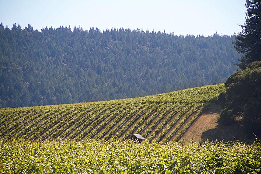 Mendocino &amp; Anderson Valley Wine Fun <a href="/KillerPinot/">Balo Vineyards</a> <a href="/artevinowine/">Maple Creek Winery</a> <a href="/SaracinaWine/">Saracina Vineyards</a> tinyurl.com/pr53gtl