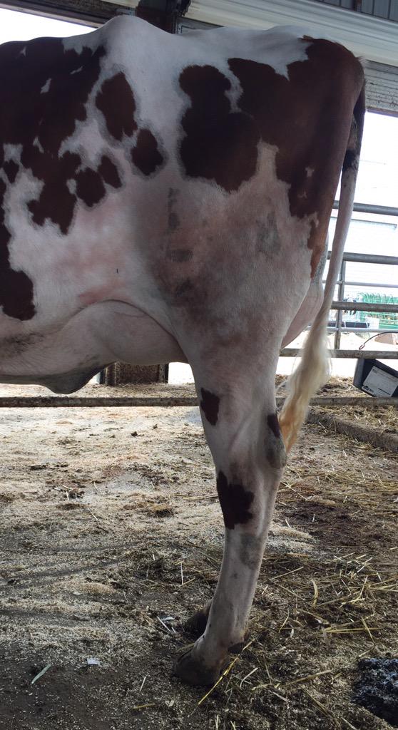 Colganados's tweet photo. MS Apples Snapple-RED (Redburst @Semex  x Apple) has calved and looking nice. Here an udder shot two days fresh! http://t.co/DFGM3HI52P