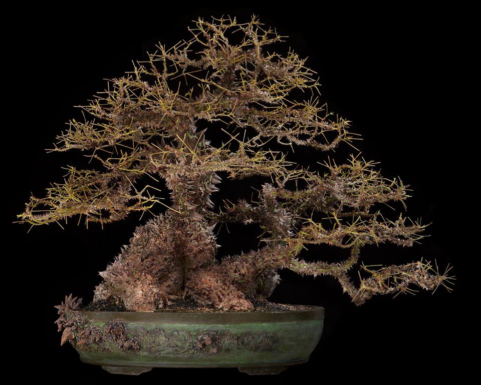 Bonsai Empire Look At This Trunk And Then Look At The Pot Awesome Combination This Is A Ceiba Insignis By Nacho Marin Bonsai Http T Co Euadawib5l Bonsai Empire Look At This Trunk And Then Look At The Pot Awesome Combination This Is A Ceiba Insignis By Nacho Marin Bonsai Http T Co Euadawib5l