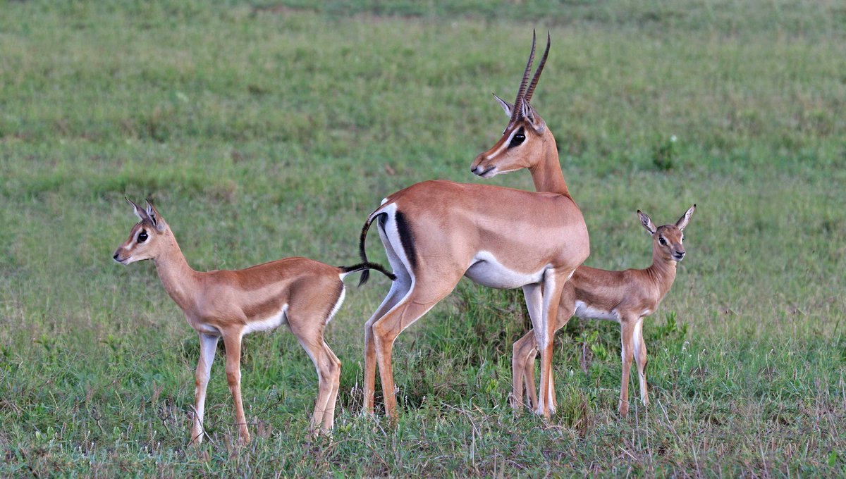 TheOnion's tweet photo. Idiot Zoo Animal With Zero Predators Still Protective Of Young http://t.co/qcWYCCaTP2 http://t.co/AP1elJMPQP
