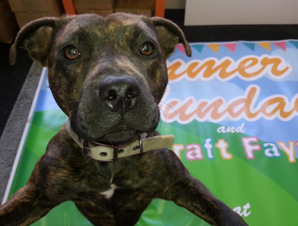 Prince_O_P's tweet photo. Prince the Protector of Print! A nice exterior banner for @ja_designr to keep safe #OnGuard #staffiedays #inkpress http://t.co/6XpWlaBWxe