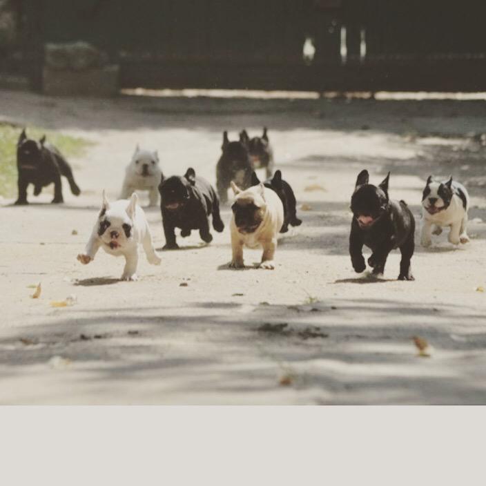 winter2262's tweet image. STAMPEDE OF CUTENESS