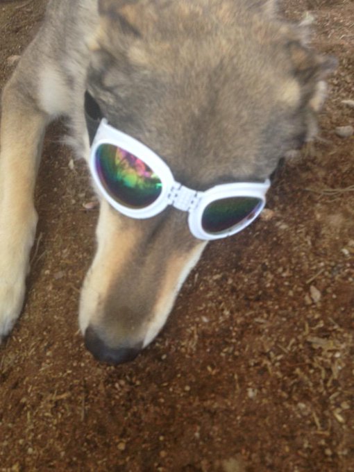 Here's my grey wolf wereing her new glass http://t.co/8KBUwDiWq6