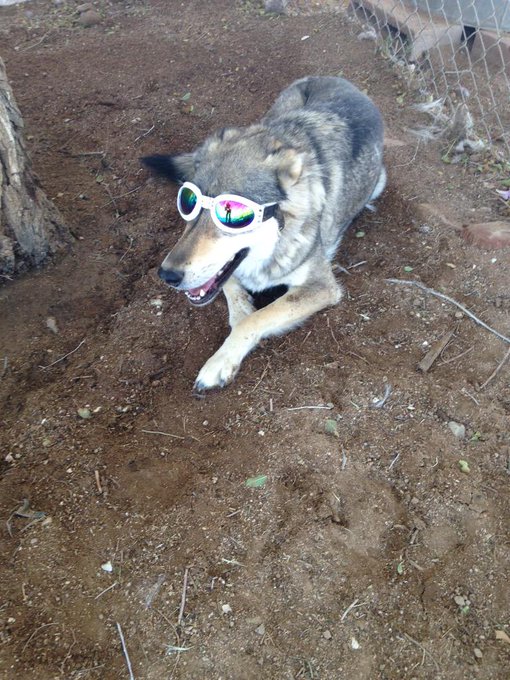 Here's my grey wolf wereing her new glass http://t.co/8KBUwDiWq6
