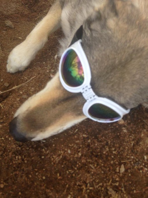 Here's my grey wolf wereing her new glass http://t.co/8KBUwDiWq6