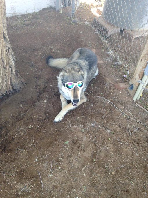 Here's my grey wolf wereing her new glass http://t.co/8KBUwDiWq6