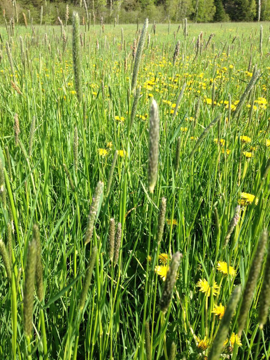WooliesNS's tweet photo. Hating is just around the corner! Timothy grass is heading out.#farmgirlstrong #upperbrookfarming http://t.co/YGJEB25Qz4