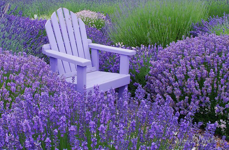 Love Lavender? I love how relaxing it makes me feel! Check out Pedricks Collection: etsy.com/treasury/MTE2N…