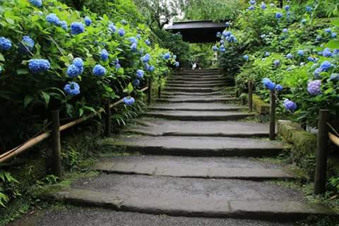 wong_elen's tweet photo. Trip at Japan #kamakura . photography Brother #augustine #tuuga . for your job at Japan. More beautiful 😃😄 http://t.co/JkkMwIeyuo