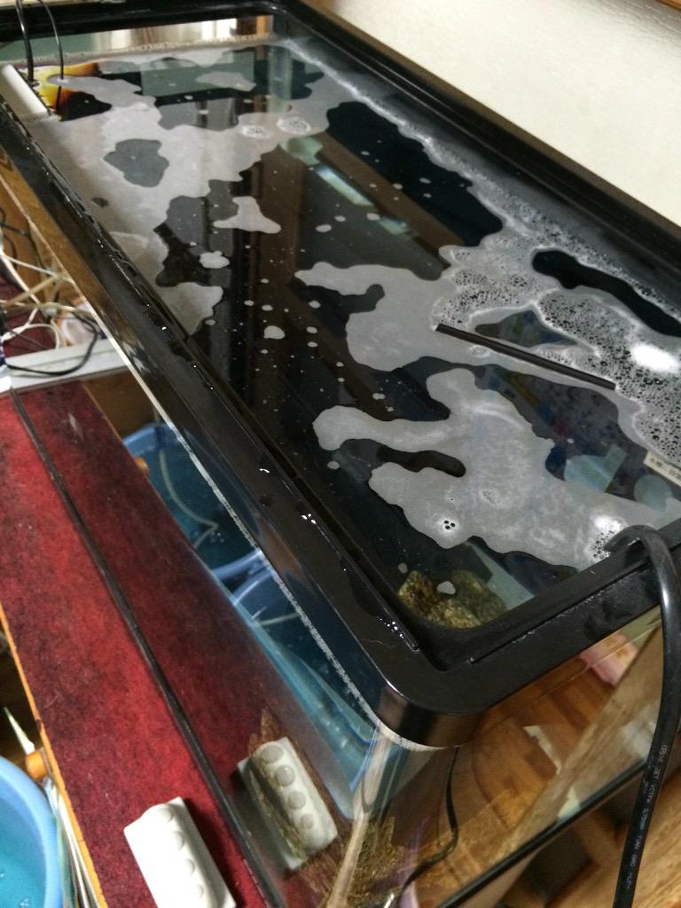 あんこ 備品類を洗ったのち 60 水槽に0 25 濃度で塩素消毒に一晩つけます ろ材 砂利 水草は廃棄しました 肝心の金魚さん達はℓバケツ２つにkikaさんに教わった方法でアグテンとレッドスター浴開始です 水槽リセット 治療経過 Http T Co Vnpdnnsszr