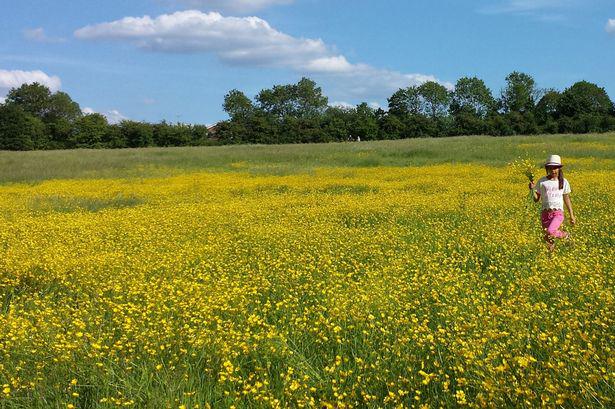 Greater Manchester weather: Sunny day with highs of 22C but warning for hayfever sufferers manchestereveningnews.co.uk/news/greater-m…