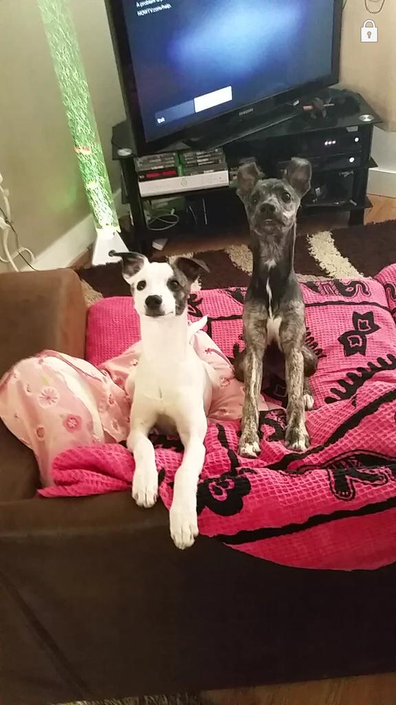 lucashenson1990's tweet image. @WhippetSnippets best dogs#whippet