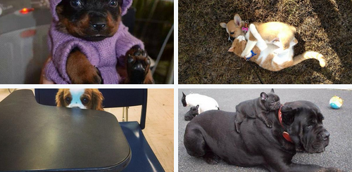 BuzzFeed's tweet photo. The 100 most important puppy photos of all time http://t.co/gMQQAEWWTs http://t.co/o2y4VEngUL