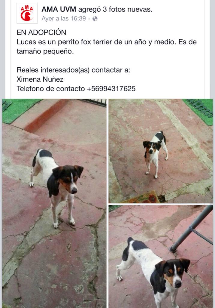 Terrier Chileno 🇨🇱 tweet media