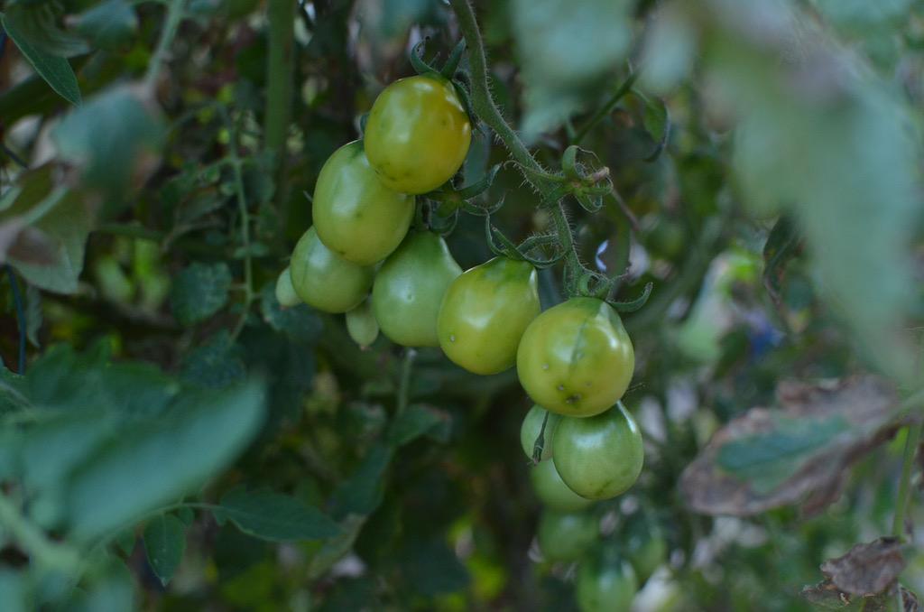 ColtivareHTX's tweet image. Yellow Pear tomatoes growing in the #ColtivareGarden. #GardenToTable #SLGT