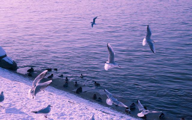 hdweweb4's tweet photo. Flying seagulls http://t.co/sqAZWi0Y0K #wallpaper #desktop #animals #bird #sea http://t.co/PfQGfvce8m
