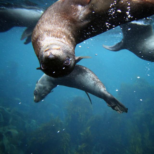 Australia's tweet image. &quot;Why hello there! Excited about the weekend ahead? Me too!&quot; - (Photo via IG / wildoceantasmania in @tasmania)