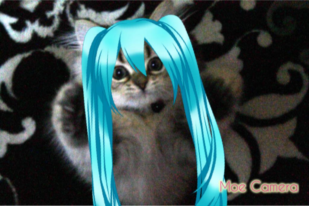glookichi0524's tweet photo. ミクも似合う(笑)#MoeCamera http://t.co/ALTcqaMrDq